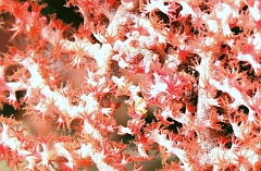 Raja Ampat 2016 - Hippocampus bargibanti - Pygmy seahorse - Hippocampe Pygmee - IMG_5235_rc